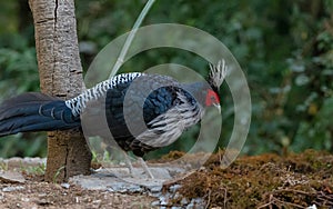 Khaleej Pheasant Lophura leucomelanos Bird in Sattal