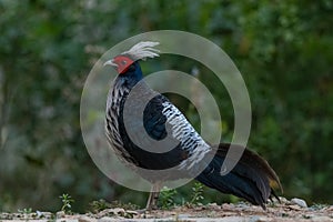 Khaleej Pheasant Lophura leucomelanos Bird in Sattal