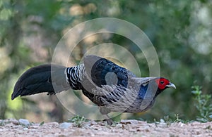 Khaleej Pheasant Lophura leucomelanos Bird in Sattal