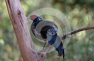 Khaleej Pheasant Lophura leucomelanos Bird in Sattal