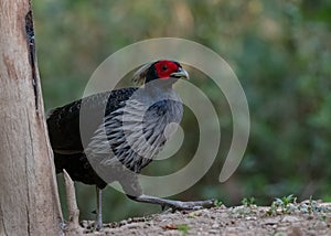 Khaleej Pheasant Lophura leucomelanos Bird in Sattal