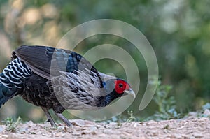 Khaleej Pheasant Lophura leucomelanos Bird in Sattal