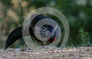 Khaleej Pheasant Lophura leucomelanos Bird in Sattal