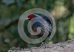 Khaleej Pheasant Lophura leucomelanos Bird in Sattal