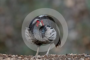 Khaleej Pheasant Lophura leucomelanos Bird in Sattal