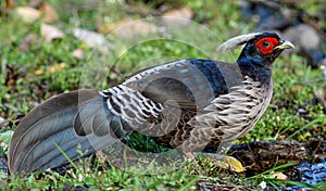 Khalij pheasant