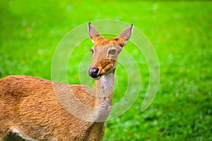 Khao Kheow Open Zoo, Eld's deer