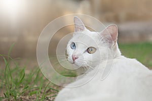 Khao manee Cat have diamond 2 colors on the eyes with grassland.