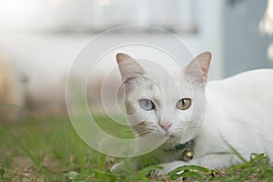 Khao manee Cat have diamond 2 colors on the eyes with grassland.