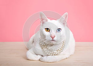 Khao Manee cat with heterochromia wearing a pearl necklace