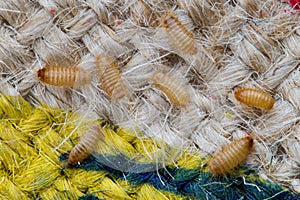 Khapra beetle larvae on burlap bag.