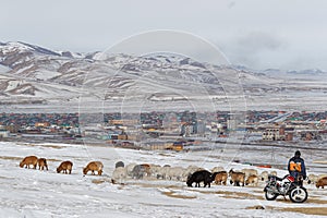 Shepherd and his herd of sheep in the hills