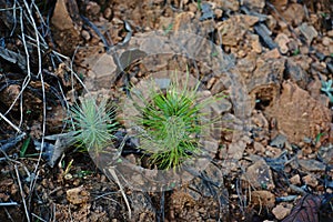 Khasiya Pine seedling photo