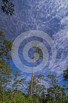 Khasiya Pine on the sky background. photo