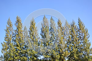 Khasiya Pine tree in nature garden photo