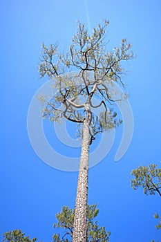 Khasiya Pine view from below with clear blue sky photo