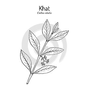 Khat or qat Catha edulis , medicinal plant