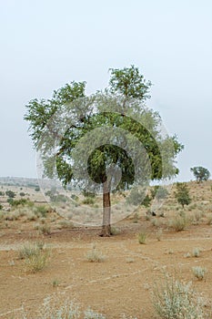 Khejri Desert Tree Rajasthan India