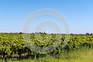 Khi Solar One solar power plant visible accross vineyards