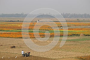 Khirai, West Bengal/India - January 1, 2020: Yellow red beautiful Marigold plant and flowers farming on a village field.