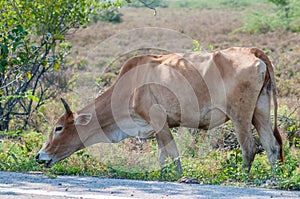 Kho-Lan cow in Thailand