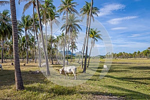 Kho-Lan cow in Thailand