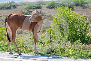 Kho-Lan cow in Thailand