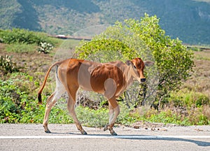 Kho-Lan cow in Thailand