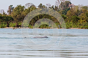 Khongyai beach irawaddy dolphins trip