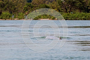 Khongyai beach irawaddy dolphins trip