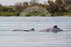 Khongyai beach irawaddy dolphins trip