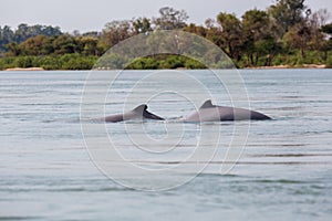 Khongyai beach irawaddy dolphins trip