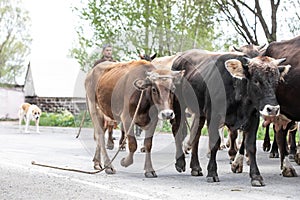 Armenian cowboy herding his cow herd.