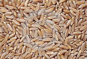 Khorasan wheat, Kamut