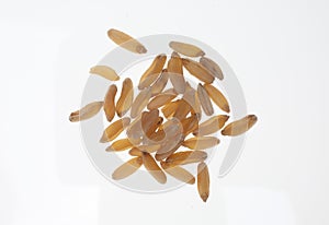 Khorasan wheat, Kamut