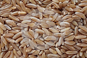 Khorasan wheat, Kamut