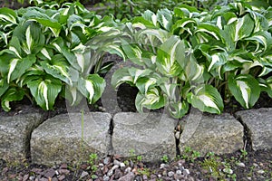 Khosta Funkiya wavy (Hosta undulata (Otto et Dietr. (Bailey)), a grade of Univittata