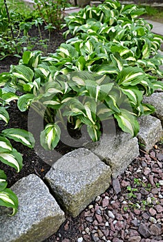 Khosta Funkiya wavy (Hosta undulata (Otto et Dietr. (Bailey)), a grade of Univittata grows al