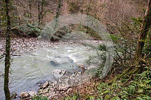 Khosta river in Yew-boxwood grove in spring in Sochi city, Russia