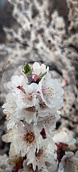 Khurmani or Apricot flowers during onset of summers in Leh Ladakh India