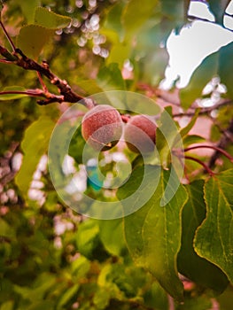 Khurmani or Apricot in Leh india