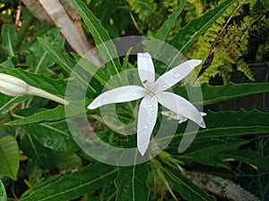 Ki tolod with the Latin name Hippobroma longifora is a herbal plant photo