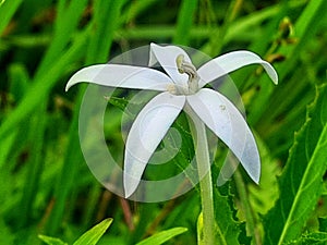 Ki tolod with the Latin name Hippobroma longifora is an upright herbal medicinal plant that grows up to 60 cm in height. photo