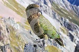 Kia (New-Zealand parrot)