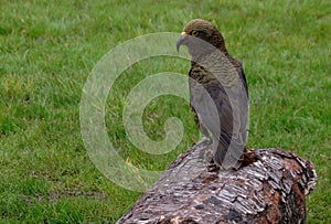 A Kia standing on a log in the morning photo