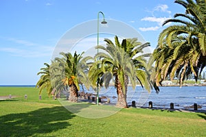 Kiama Australia palm trees promenade