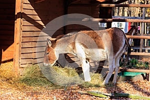 Kiang (Equus kiang), also known Tibetan wild ass, khyang, gorkhar