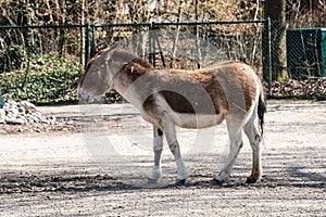 The kiang, Equus kiang is the largest of the wild asses