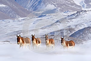 Kiang, Equus kiang, largest of the wild asses, winter mountain codition, Tso-Kar lake, Ladakh, India. Kiang from Tibetan Plateau,