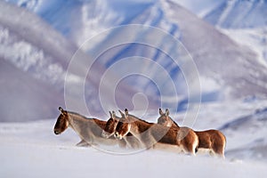 Kiang, Equus kiang, largest of the wild asses, winter mountain codition, Tso-Kar lake, Ladakh, India. Kiang from Tibetan Plateau,